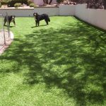 Synthetic Lawn Pet Turf Company Lakeside, Best Artificial Pet Turf Pricing