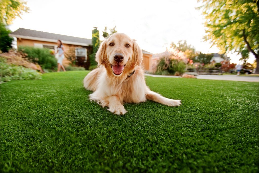Synthetic Grass For Dogs Lakeside, Artificial Lawn Dog Run Installation