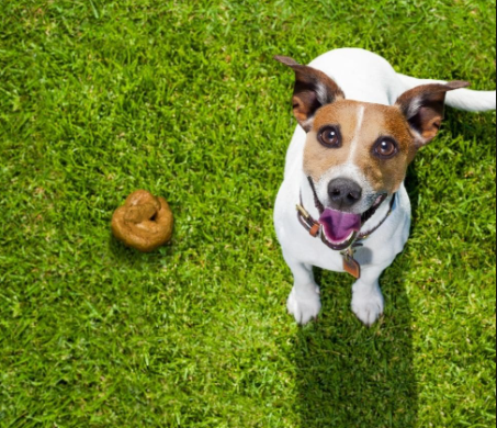Ways To Clean Pet Waste On Artificial Turf In Lakeside