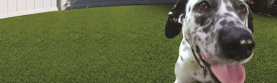 ▷How Artificial Turf Is Better Than Natural Grass For Your Pets Lakeside?