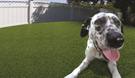 How Artificial Turf Is Better Than Natural Grass For Your Pets Lakeside