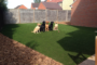 How Artificial Grass For Dogs Solves Backyard Problems Lakeside?