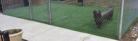 ▷7 Reasons Artificial Outdoor Turf Is Beneficial For Dogs In Lakeside
