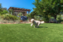7 Dog Care Concerns And Pet Induced Problems Solved By Artificial Turf In Lakeside