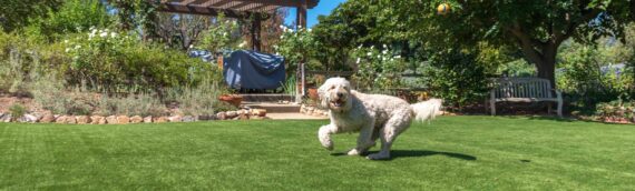 ▷How Artificial Grass For Dogs Solves Backyard Problems In Lakeside?